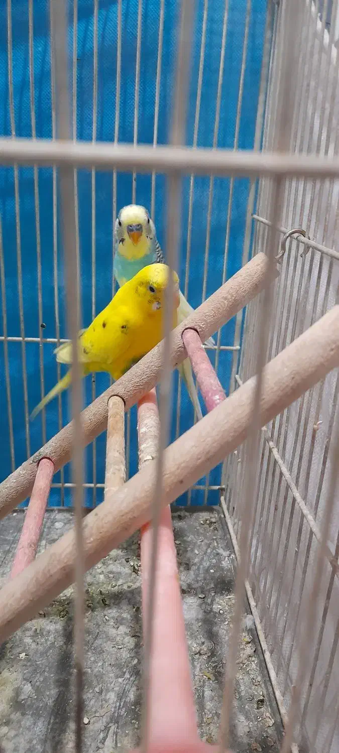 یک جفت مرغ عشق بسیار زیبا|پرنده|مشهد, نیزه|دیوار