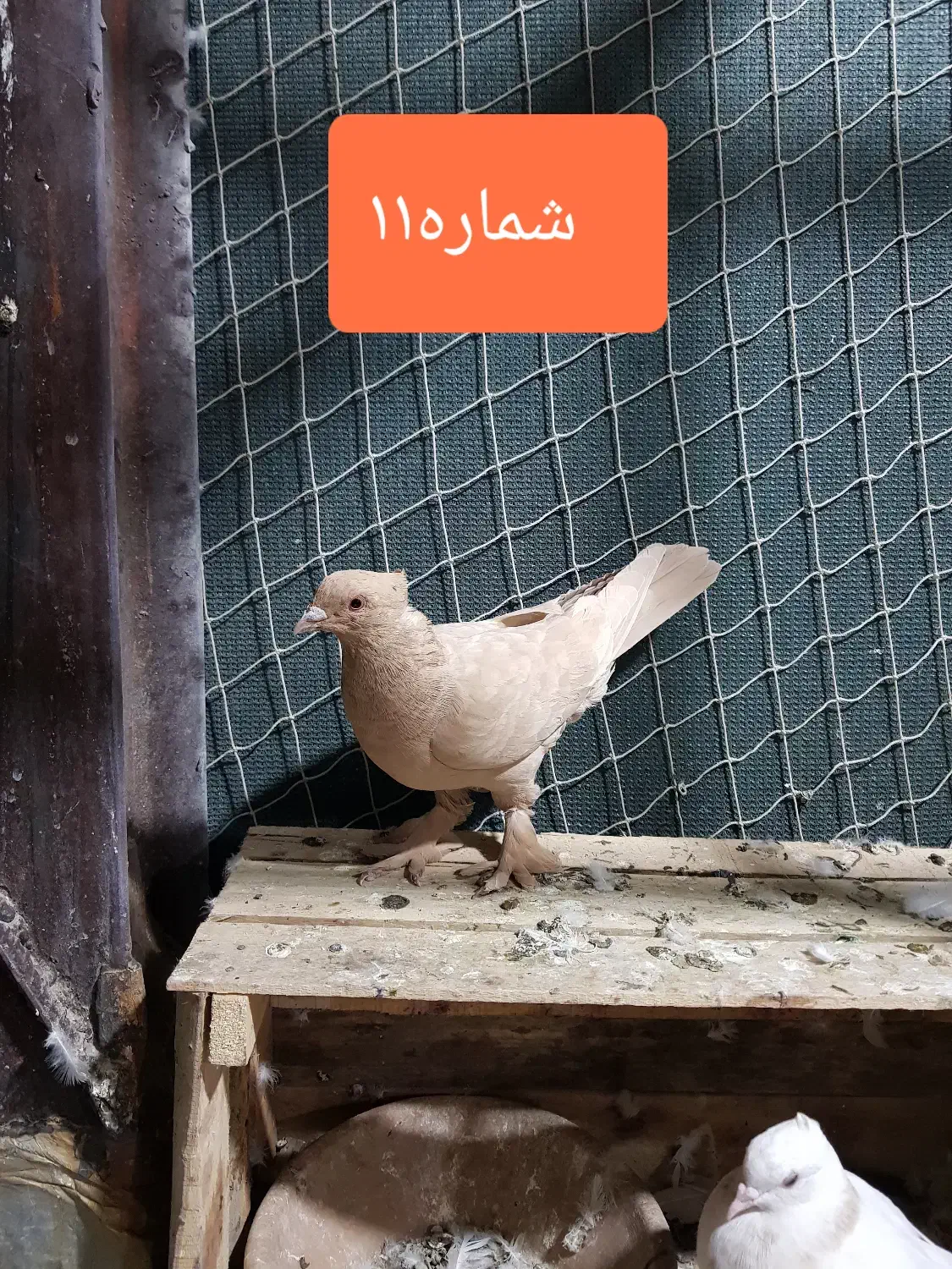 کفتر یا کبوتر مفت سواکن جداکن|پرنده|قم, سعادتی|دیوار