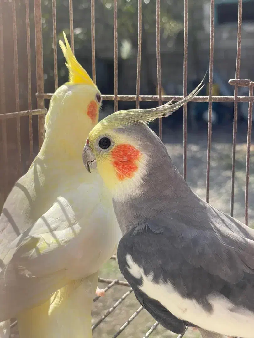 عروس هلندی جفت|پرنده|ضیابر, |دیوار