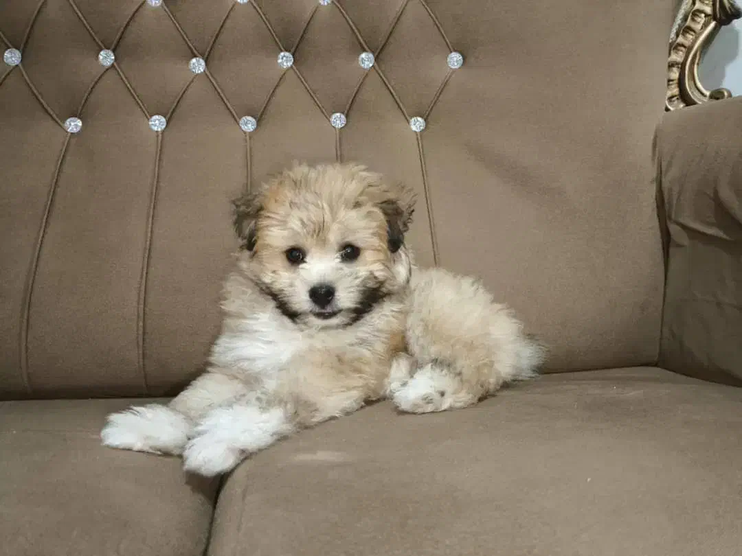 حیوان خانگی|سگ|مرودشت, پشت سایپا‎|دیوار