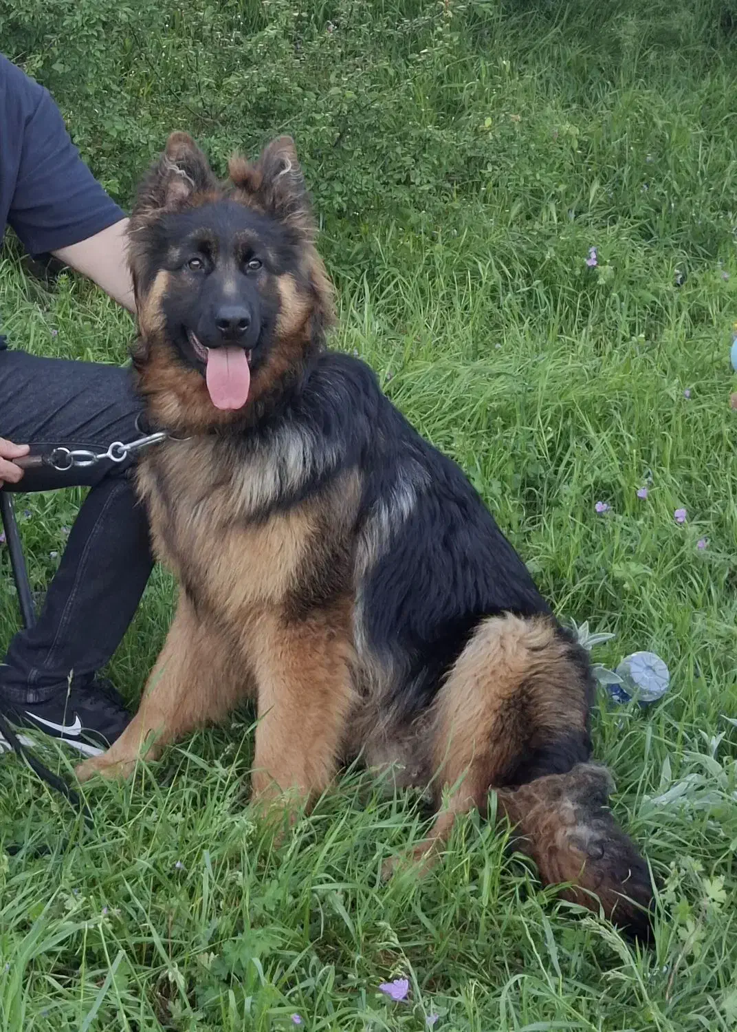 واگذاری ژرمن شپرد شولاین نر|سگ|اردبیل, |دیوار