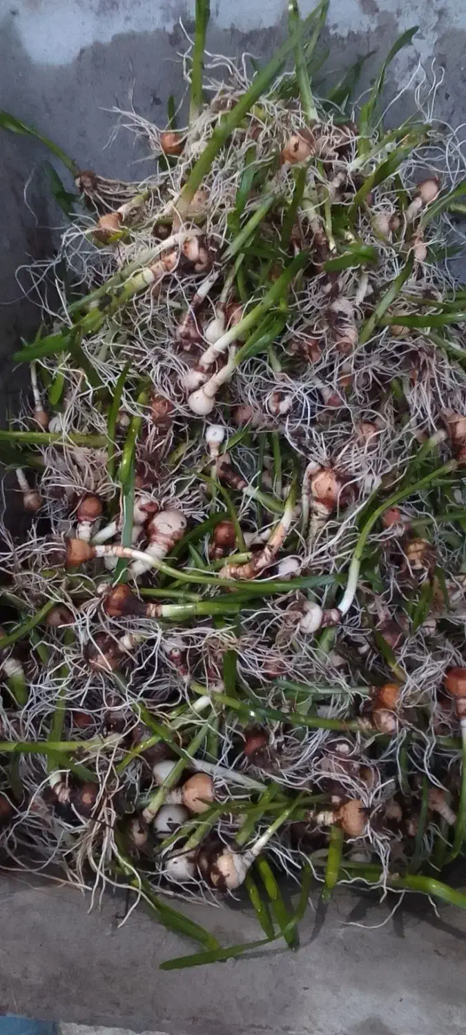 پیاز گل دانه برفی یا زنگوله|گل و گیاه طبیعی|لاهیجان, بازکیاگوراب|دیوار