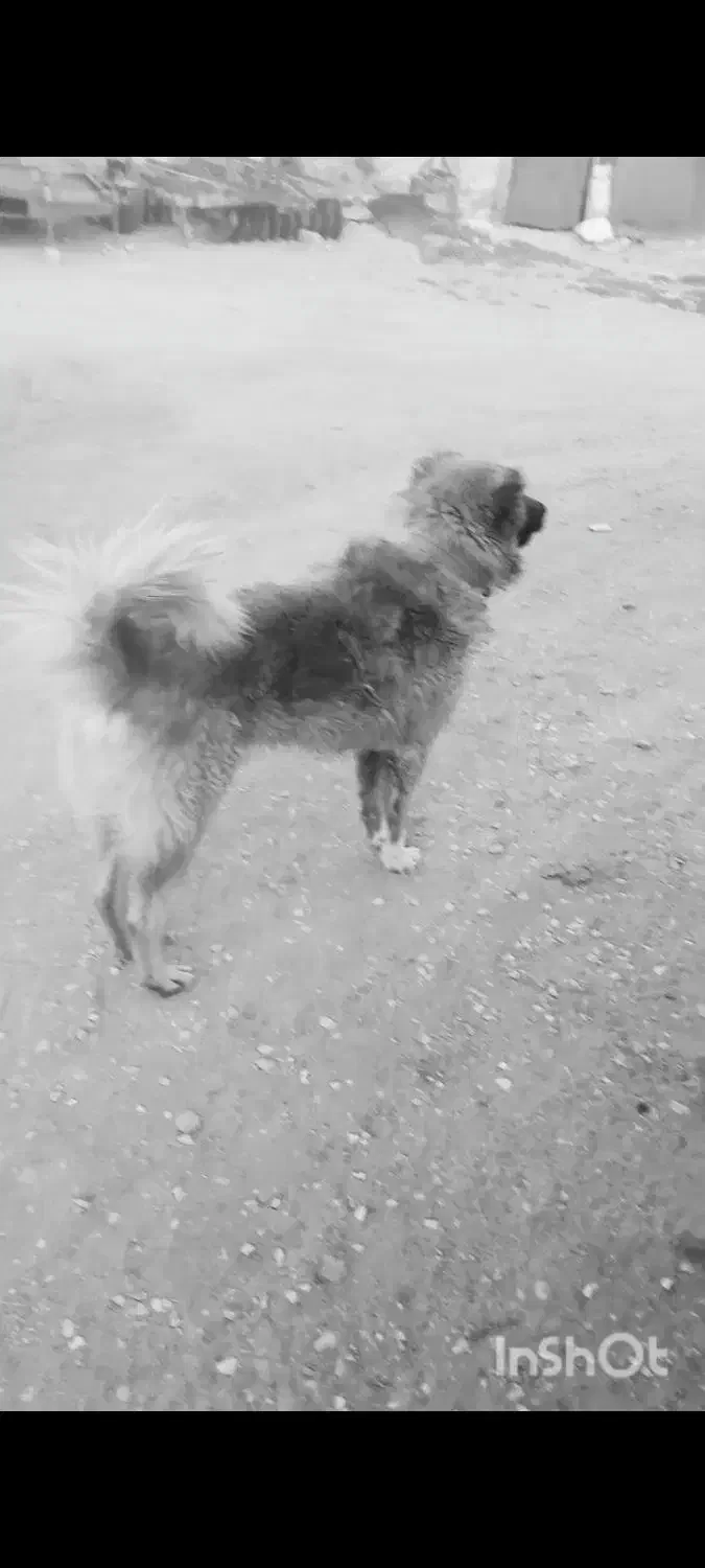 سگ کله|سگ|گل تپه, |دیوار