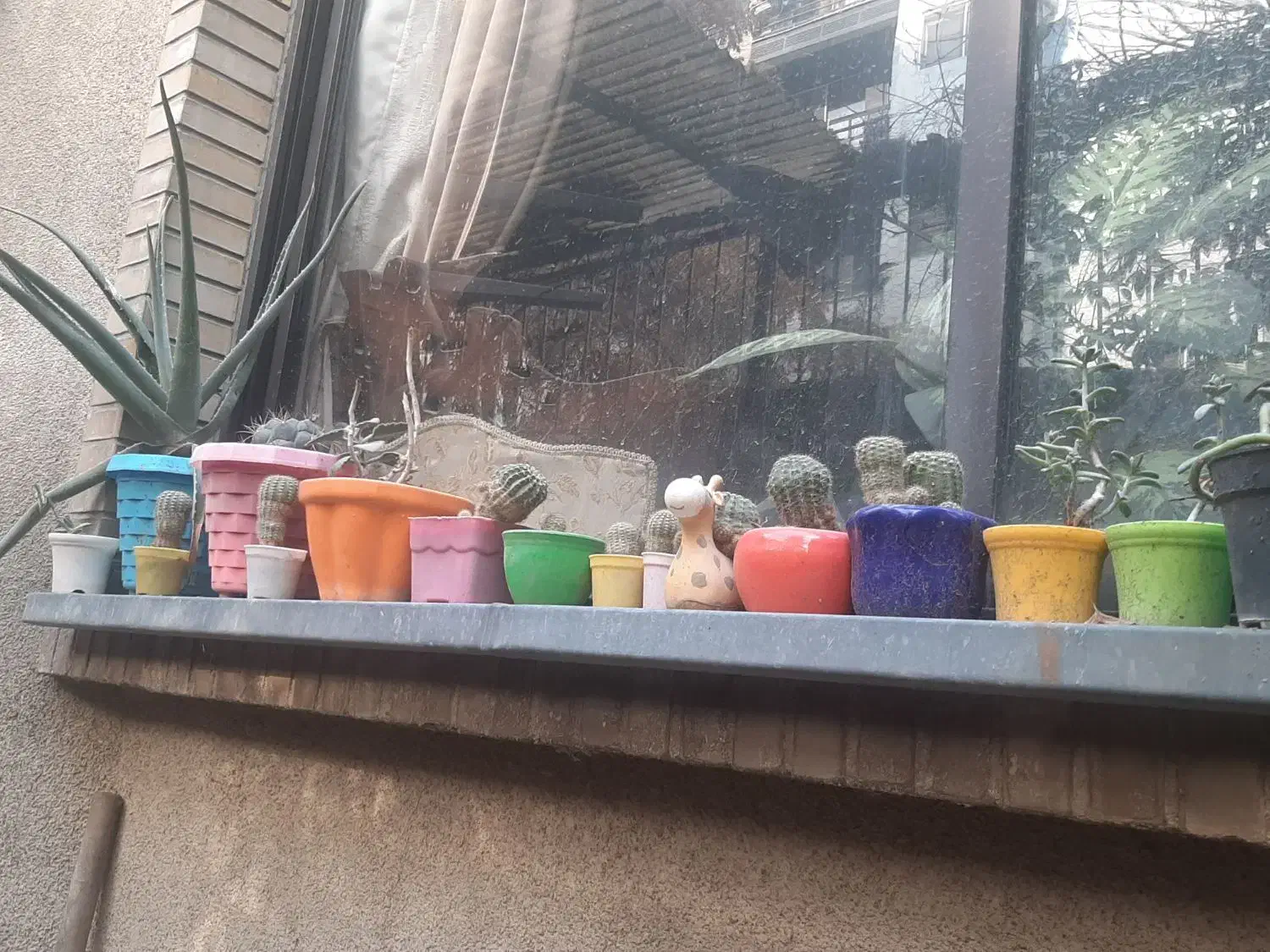 ۶۰ عدد کاکتوس با گلدان های متفاوت همه باهم|گل و گیاه طبیعی|تهران, تهرانپارس غربی|دیوار