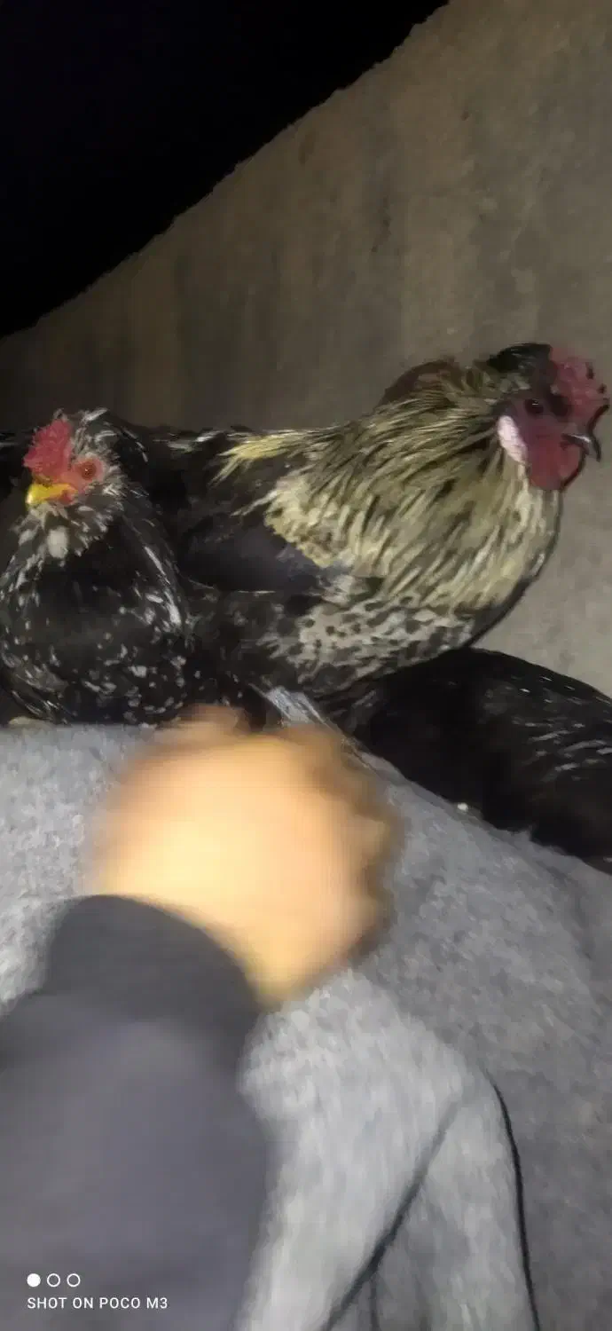 مرغ|حیوانات مزرعه|ساوه, |دیوار