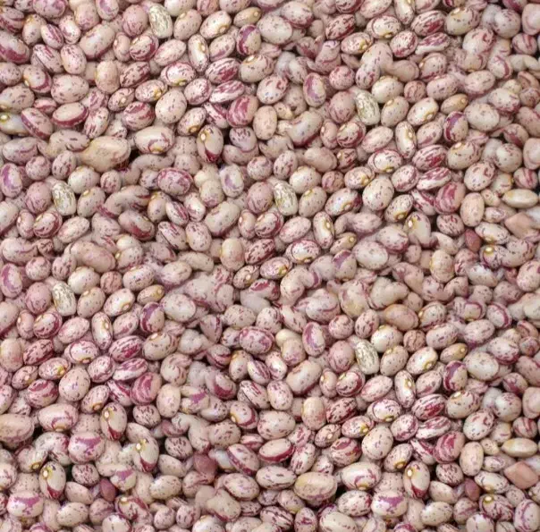 لوبیا چیتی‌‌‌‌‌‌. تازه امسال.|عمده‌فروشی|قیدار, |دیوار