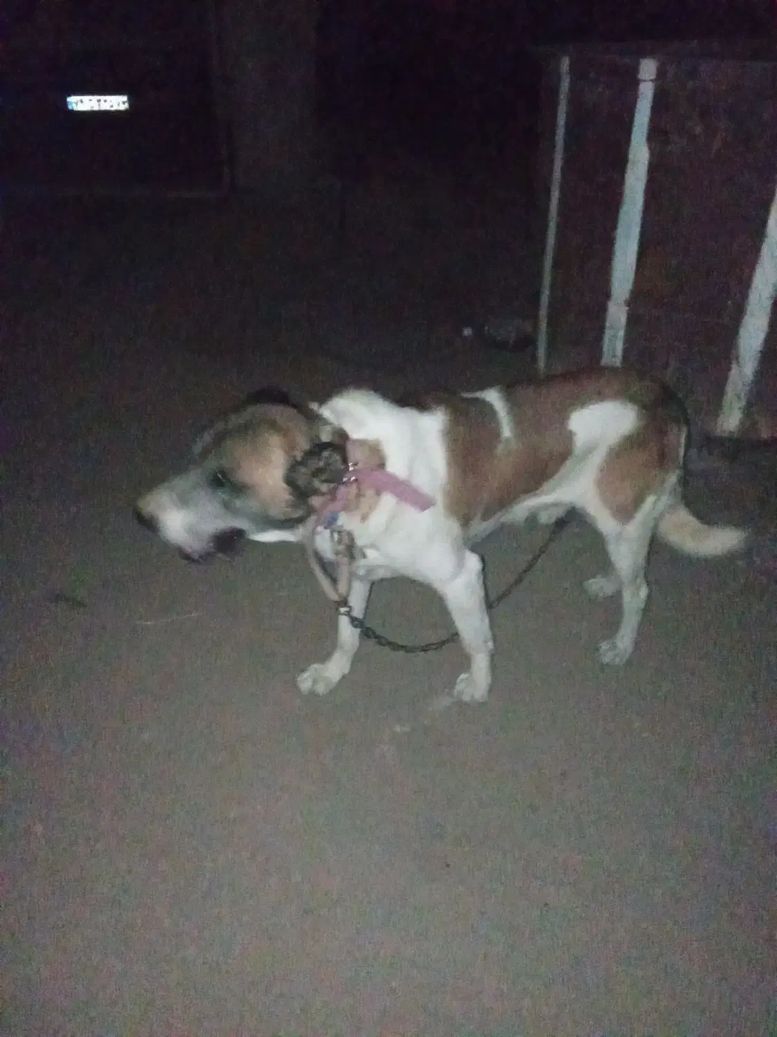 سگ سرابی|سگ|اقبالیه, |دیوار