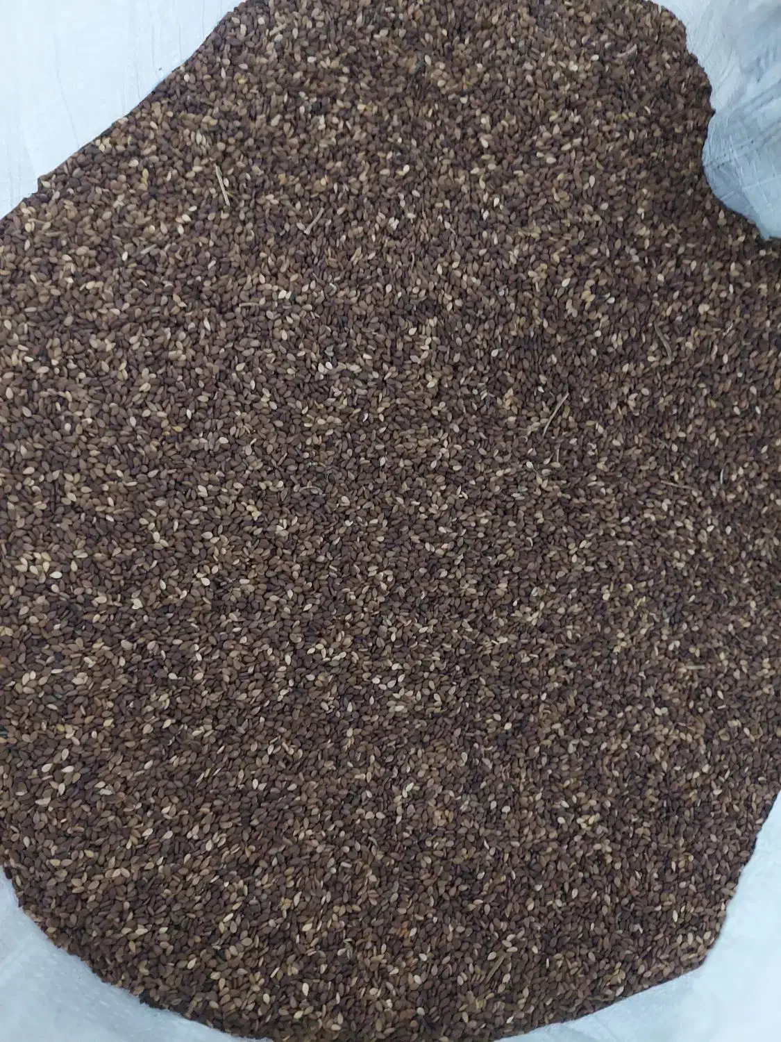 کنجد|عمدهفروشی|بهبهان, |دیوار