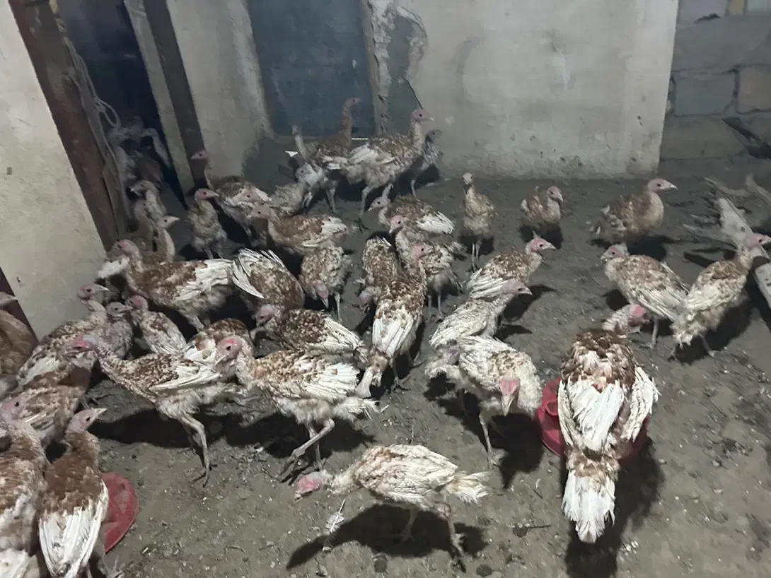 جوجه بوقلمون بوربون|حیوانات مزرعه|بانه, |دیوار