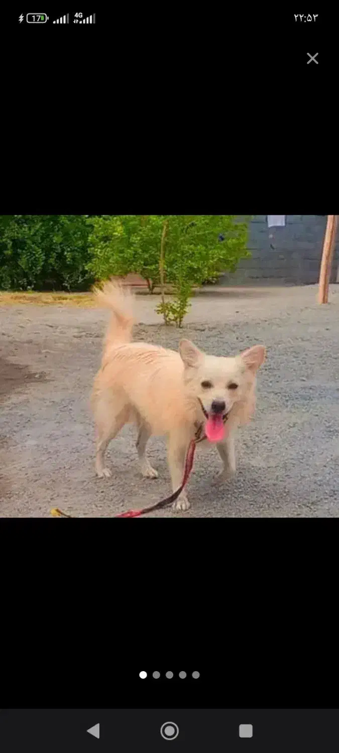 سگ پشمی|سگ|میناب, |دیوار