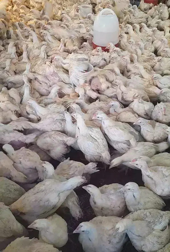 مرغ اورگانیک|حیوانات مزرعه|گلمکان, |دیوار