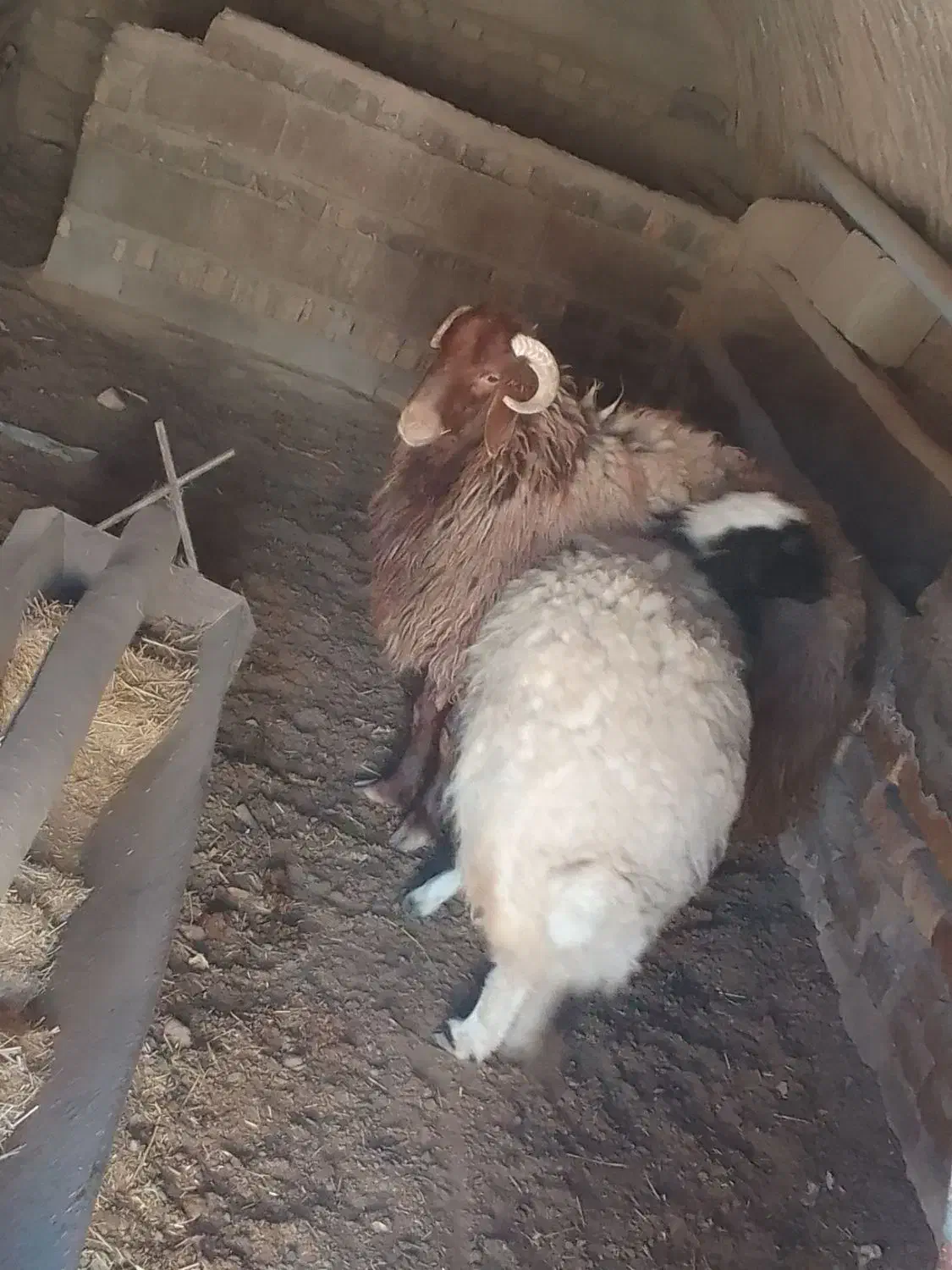 فروش بره|حیوانات مزرعه|دهق, |دیوار