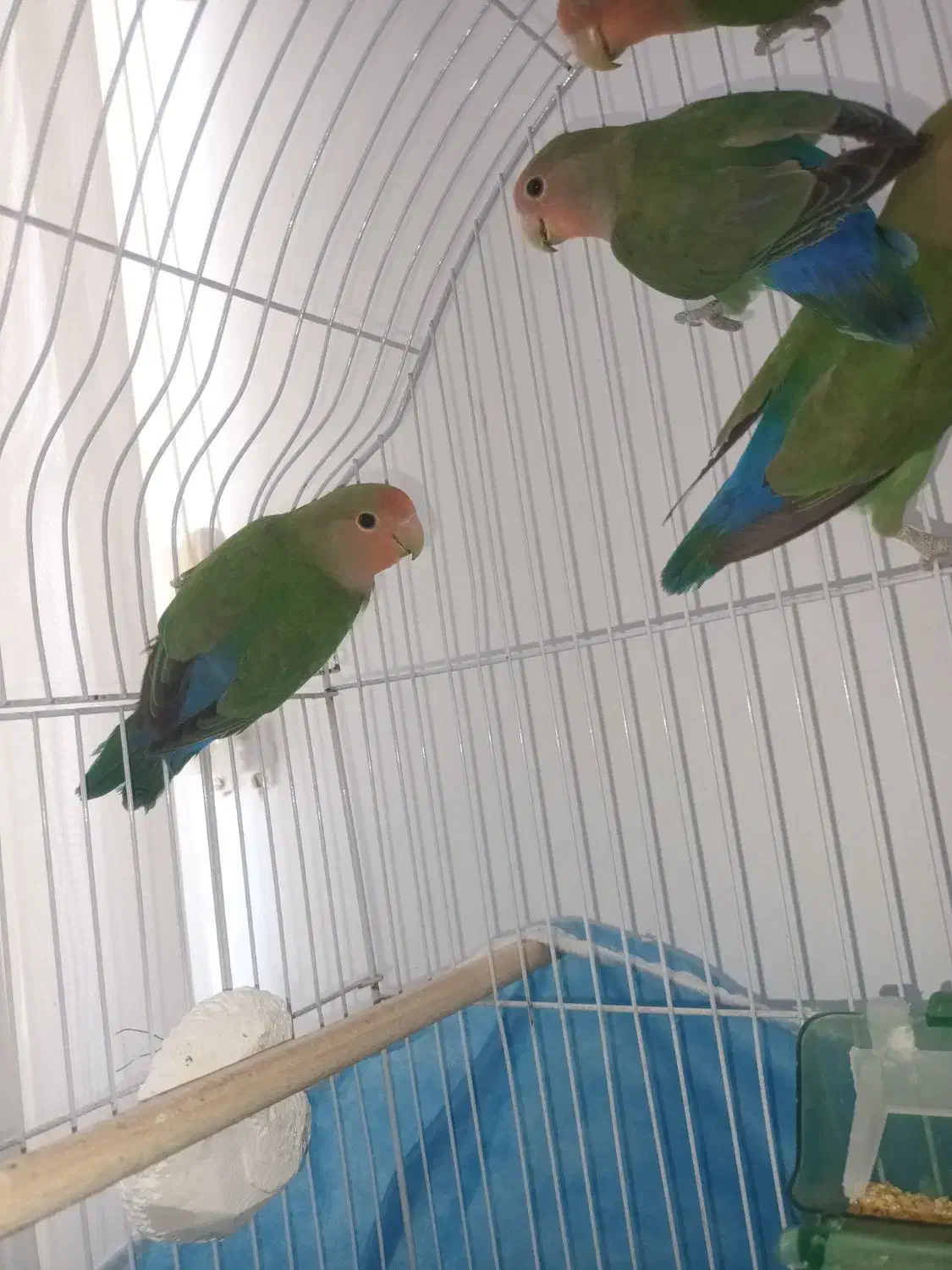 طوطی برزیلی|پرنده|قروه, |دیوار