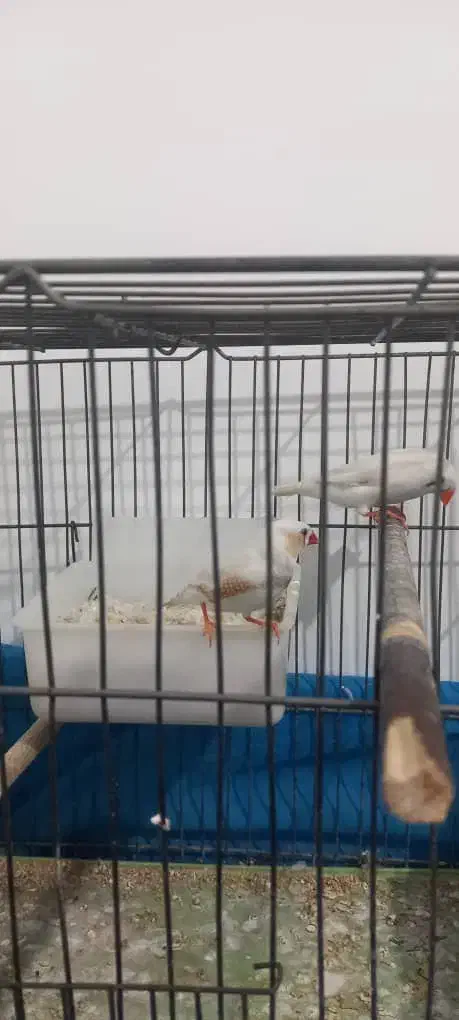 فنج مولد|پرنده|فولادشهر, مسکن مهر فولادشهر|دیوار