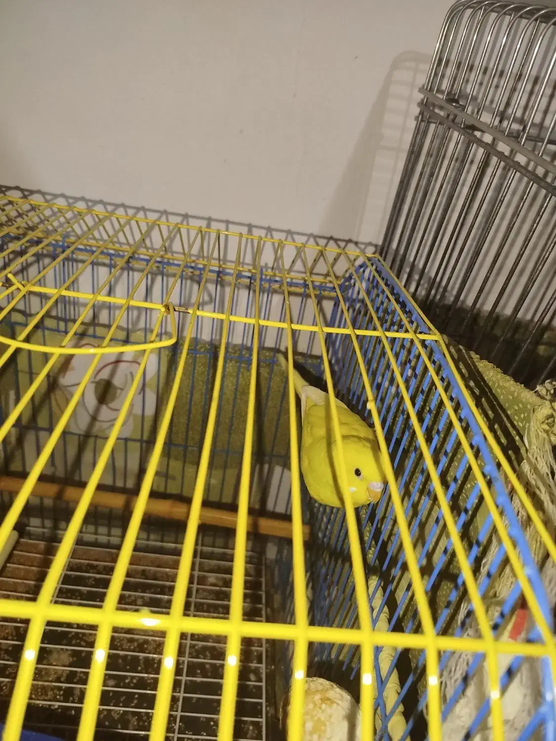 یک دانه مرغ عشق نر بدون قفس|پرنده|هشتگرد, شهرک ریحانه|دیوار