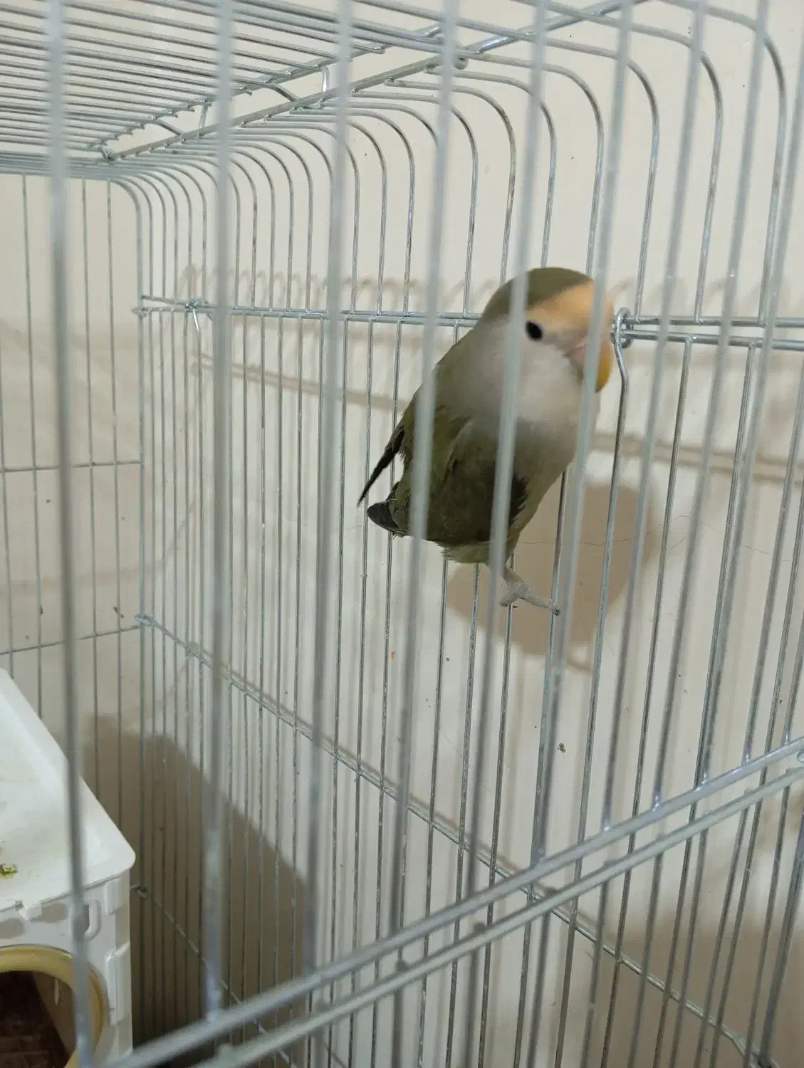 فروش طوطی تک و عروس تک نر|پرنده|شیراز, شهرک صدا و سیما|دیوار