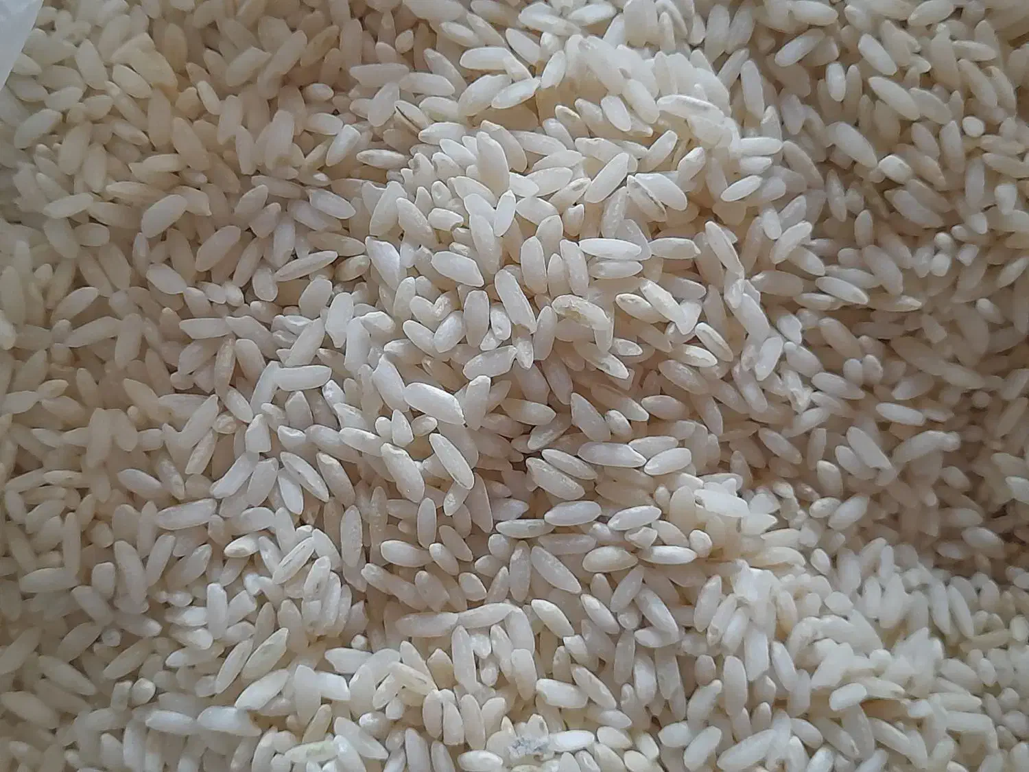 برنج محلی|خوردنی و آشامیدنی|شیراز, سجادیه|دیوار