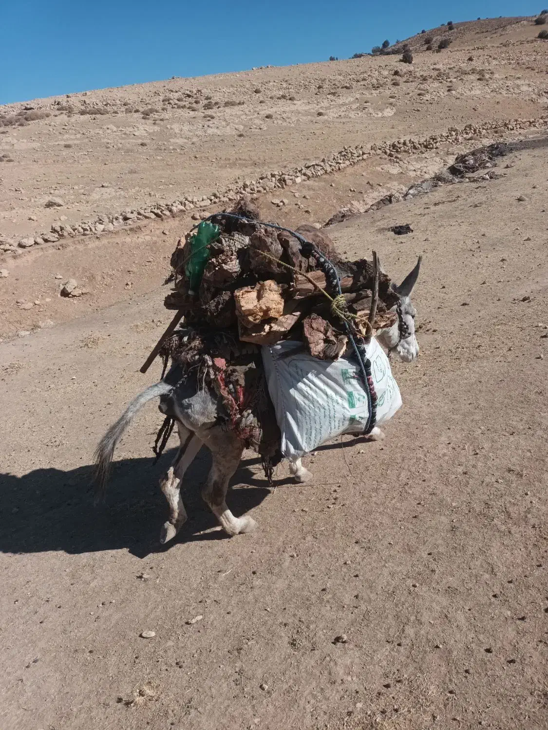 الاغ|حیوانات مزرعه|کوهدشت, |دیوار