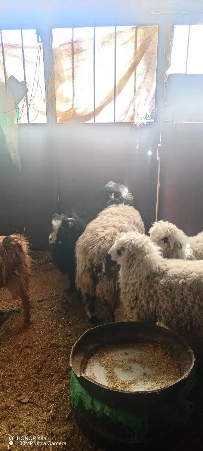 بره نر|حیوانات مزرعه|بیرجند, |دیوار