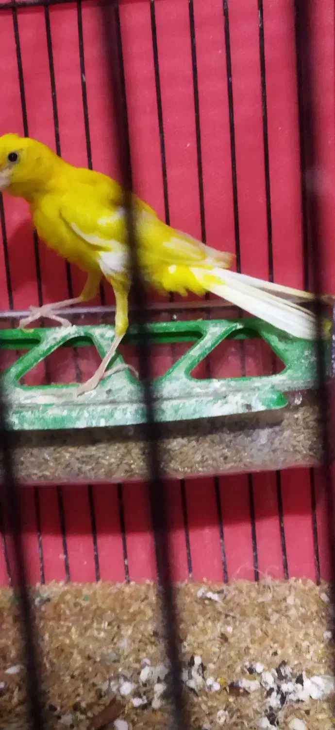 جفت قناری نر ماده|پرنده|اردبیل, |دیوار