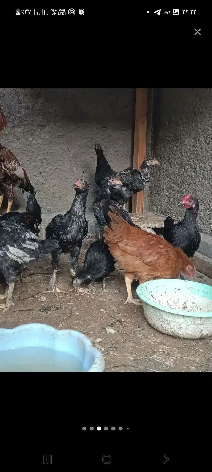 جوجه و مرغ لاری|حیوانات مزرعه|نوشهر, |دیوار