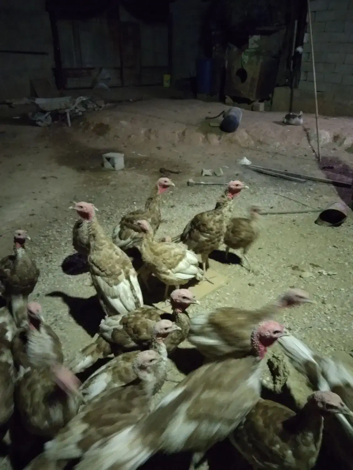 بوقلمو|حیوانات مزرعه|مسجد سلیمان, |دیوار