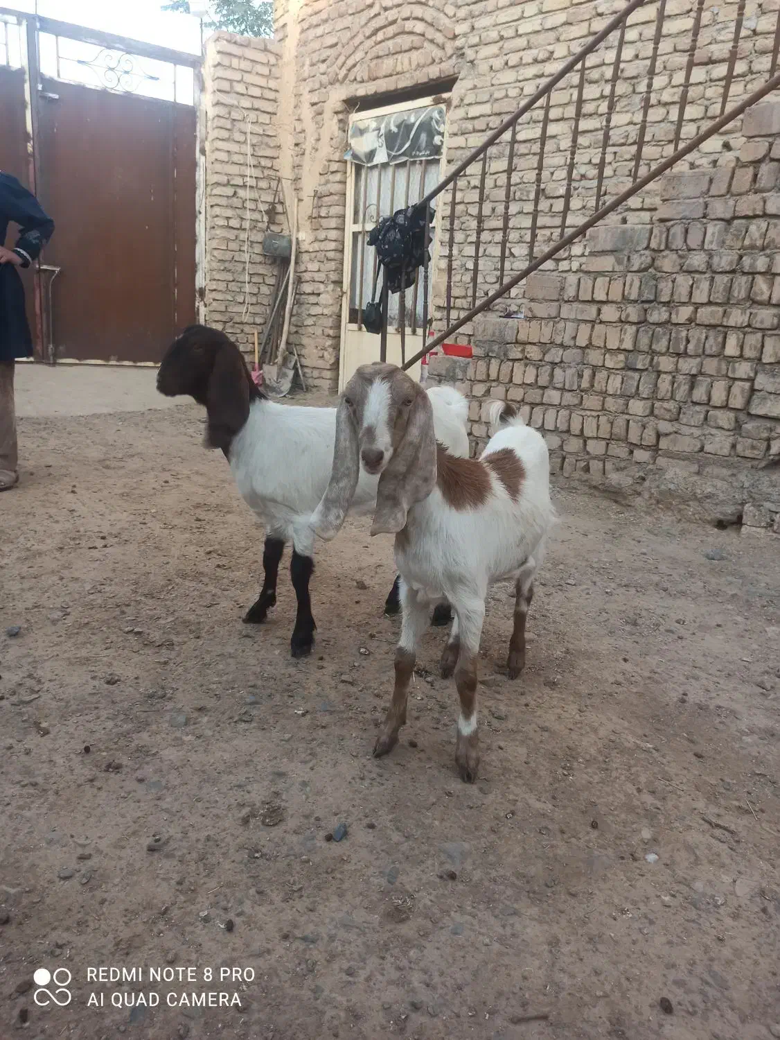 بزغاله ماده|حیوانات مزرعه|فرح دشت, |دیوار