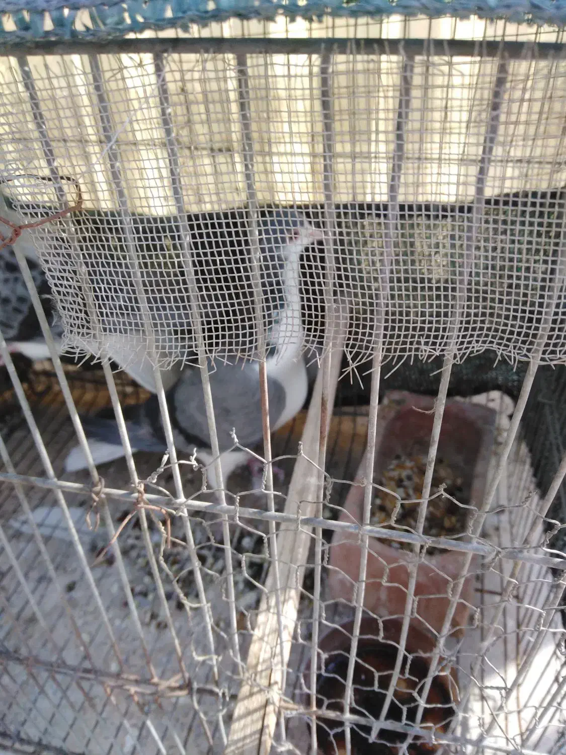 2جفت کفتر|پرنده|شاهین‌شهر, مورچه خورت|دیوار