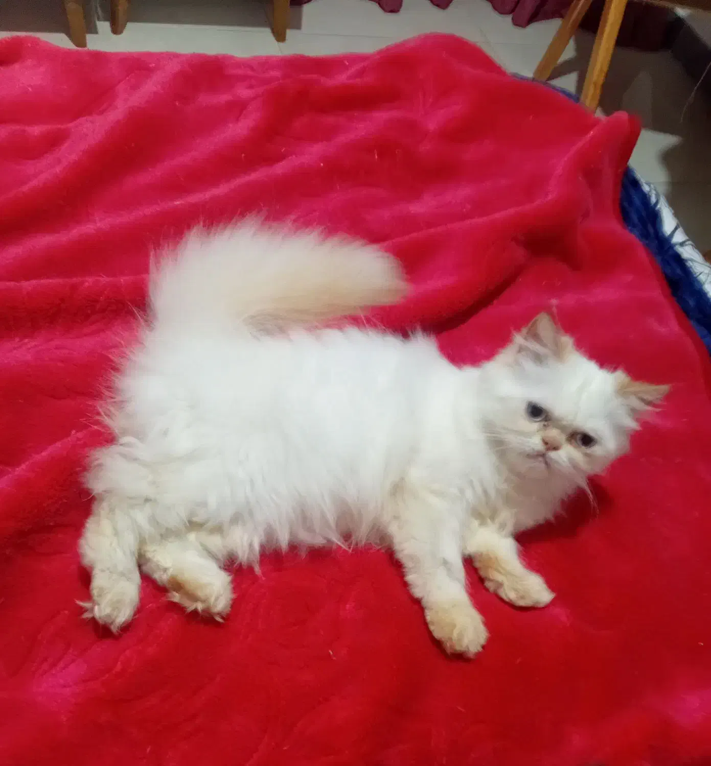 بچه گربه هیمالین|گربه|ساری, |دیوار