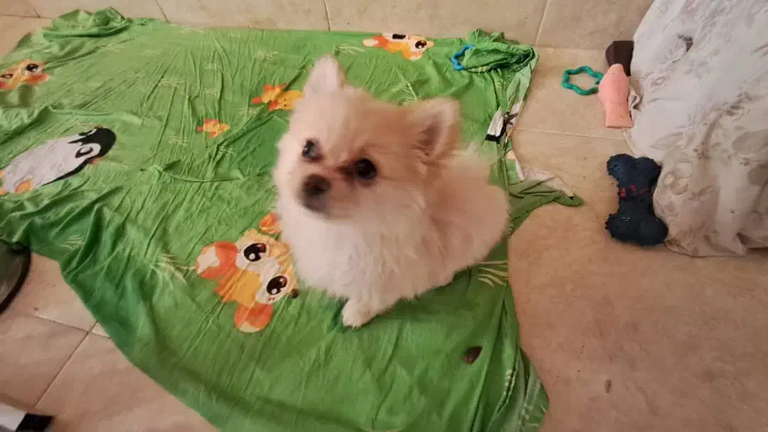 پامر خرسی|سگ|شیراز, انجیره|دیوار