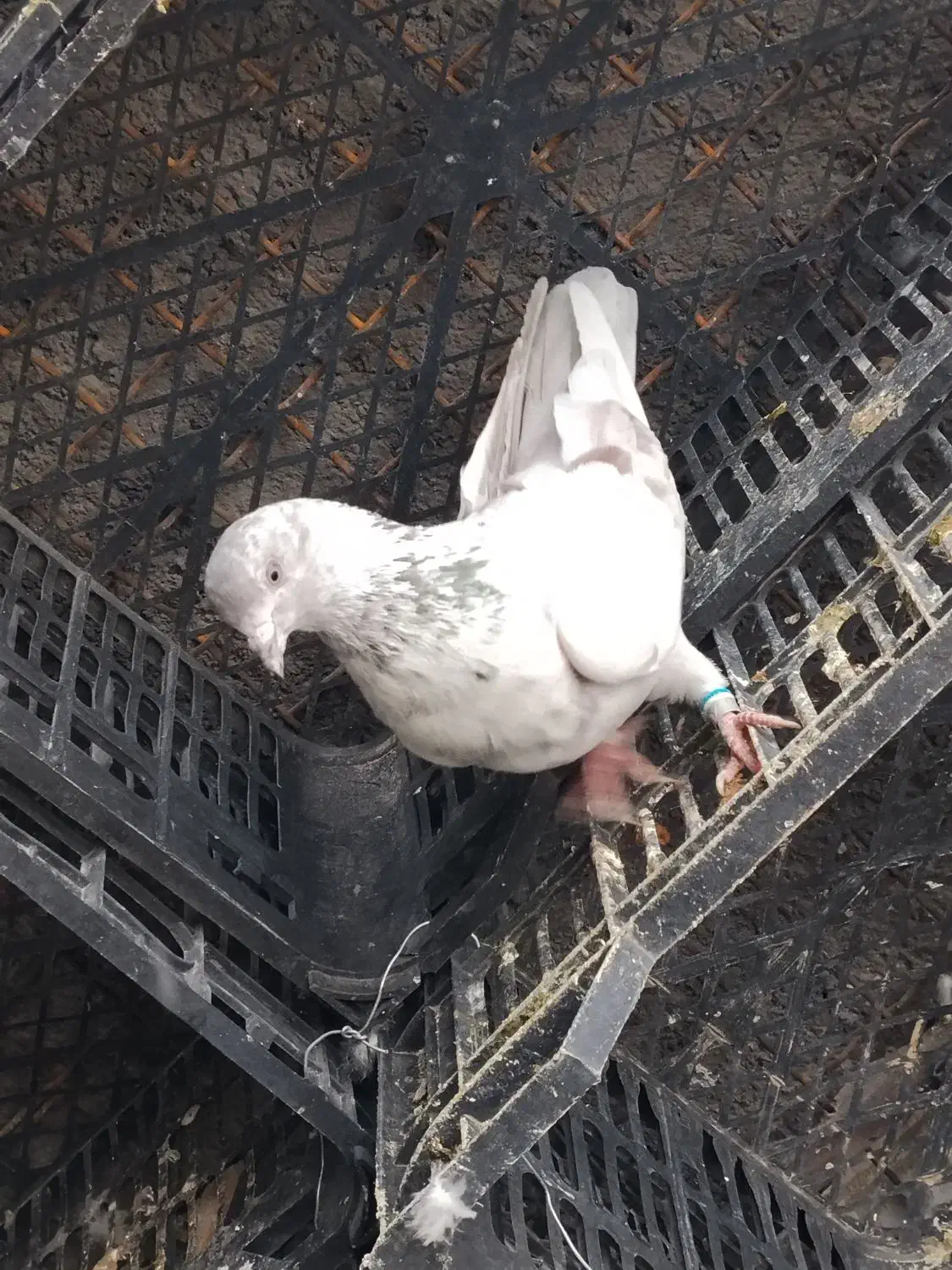 ...|حیوانات|کوهدشت, |دیوار