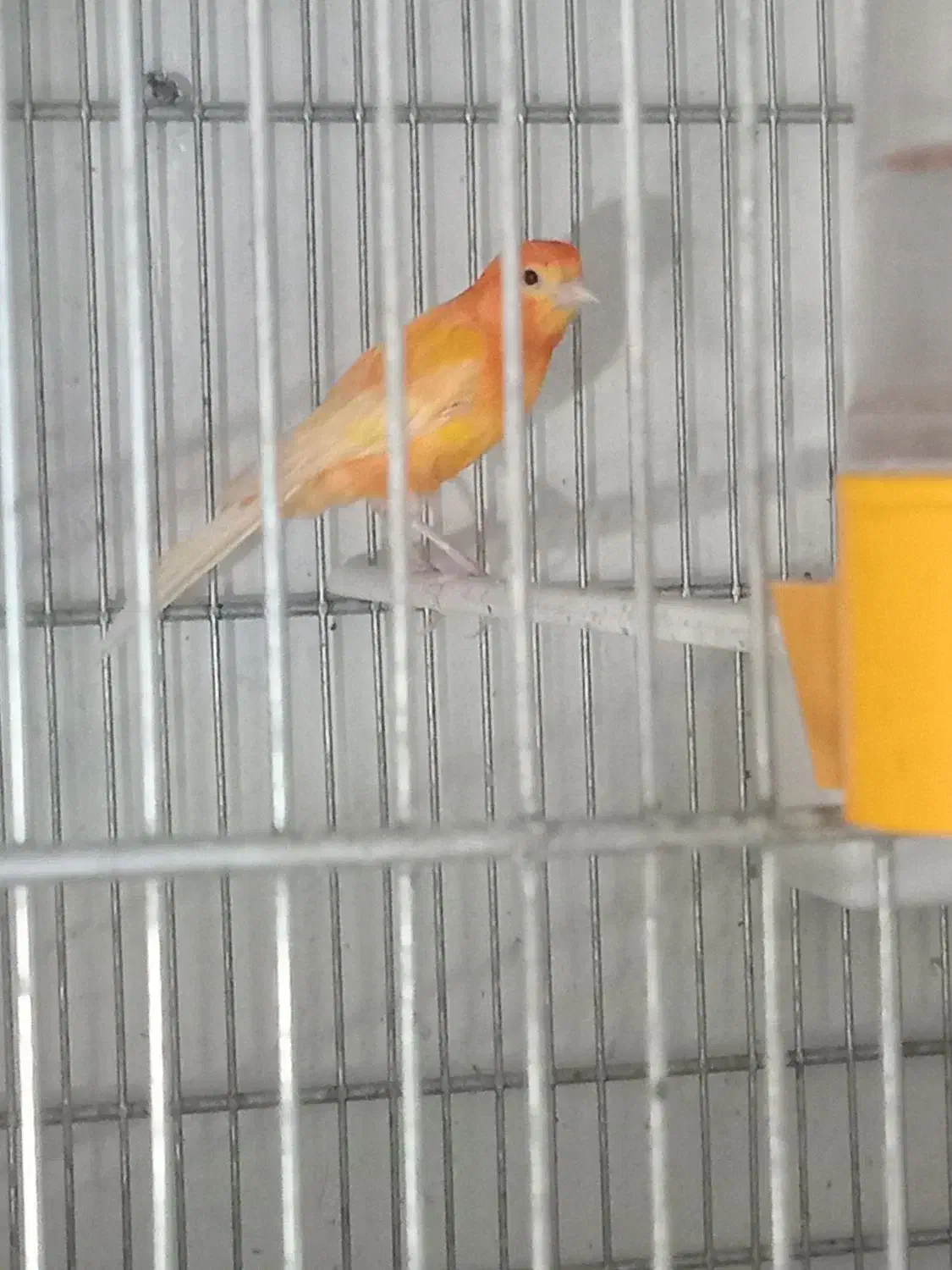 قنارینر|پرنده|سهند, |دیوار