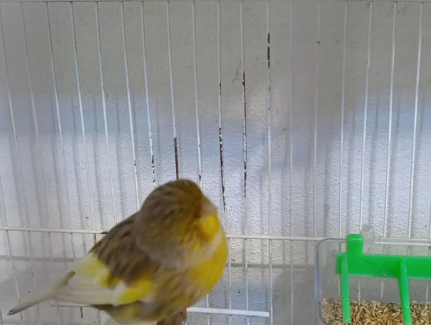 قناری گلاستر اورجینال.|پرنده|محمودآباد, |دیوار