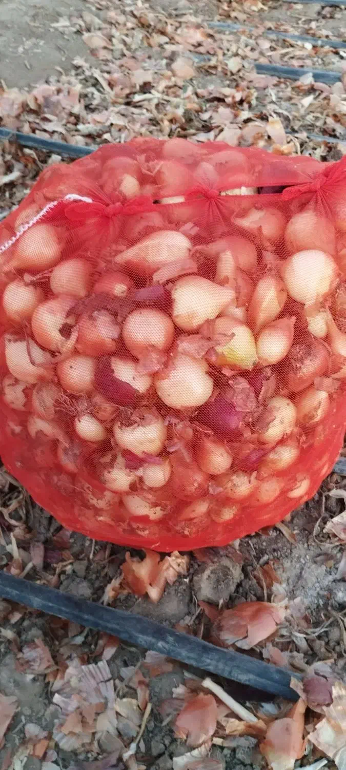 پیاز ریز (ترشی)|عمدهفروشی|عجب شیر, |دیوار