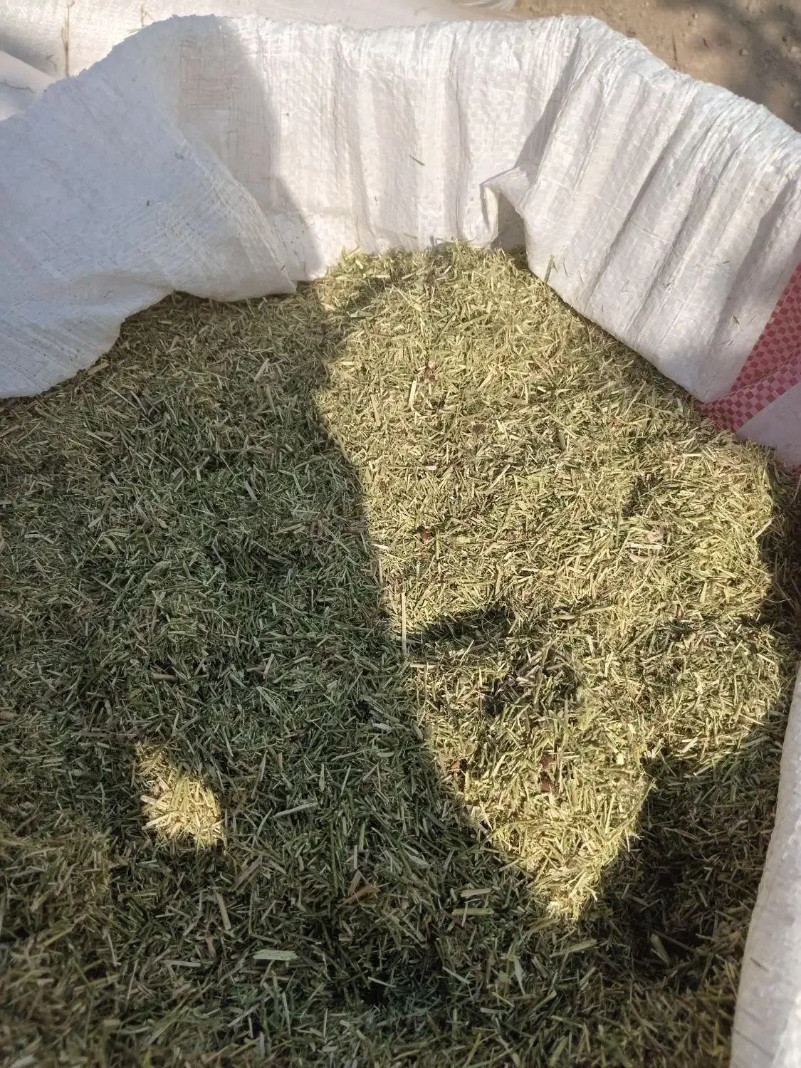 خارشتر.یانق|حیوانات مزرعه|آق قلا, |دیوار