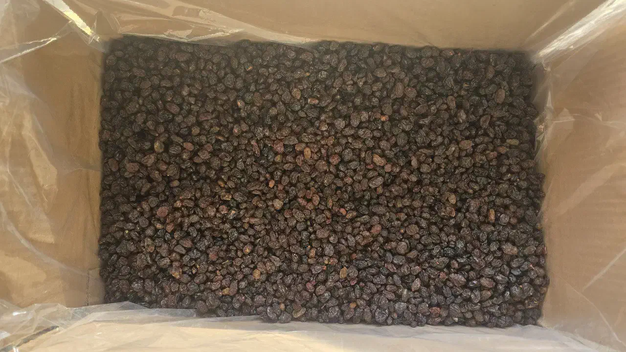 کشمش پلویی آفتاب خشک|خوردنی و آشامیدنی|تاکستان, |دیوار