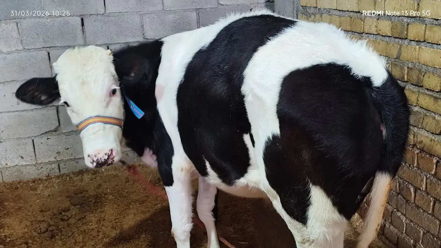 گوساله ماده سیمنتال بیرانشهر|حیوانات مزرعه|بیرانوند, |دیوار