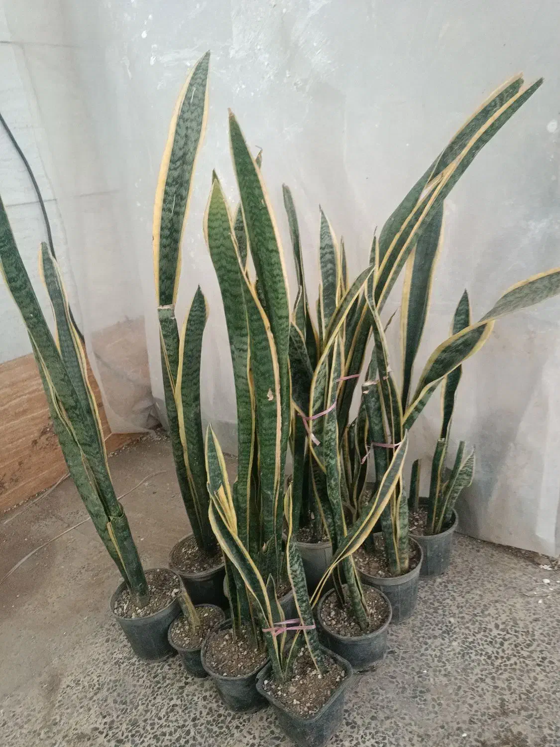 خانه گل و گیاه آپارتمانی آنلاین زرند|گل و گیاه طبیعی|زرند, |دیوار