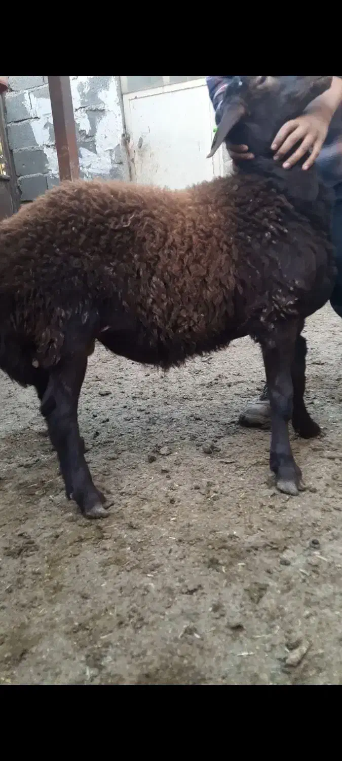 ۲ راس بره نر همو|حیوانات مزرعه|آفتاب, |دیوار