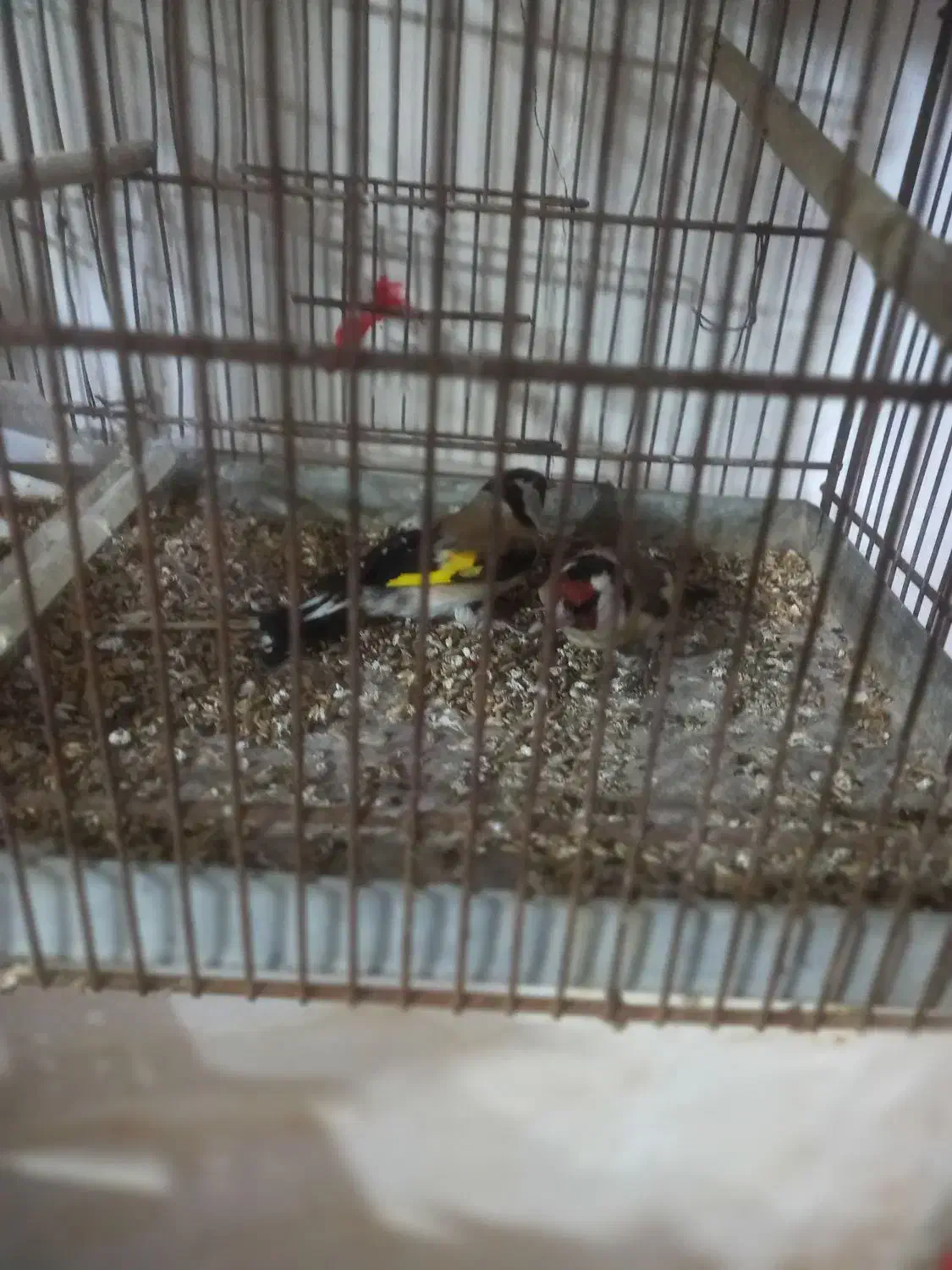 11111|پرنده|اردبیل, |دیوار