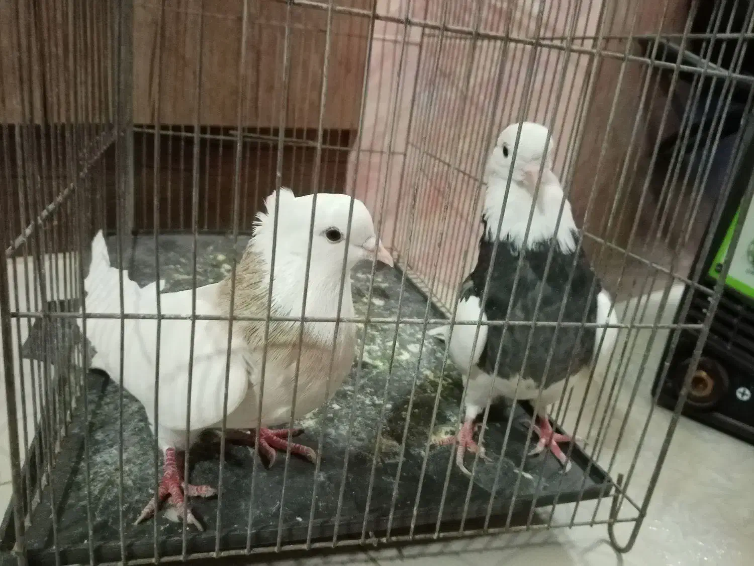 طوقی نرو ماده|پرنده|پیر بکران, |دیوار