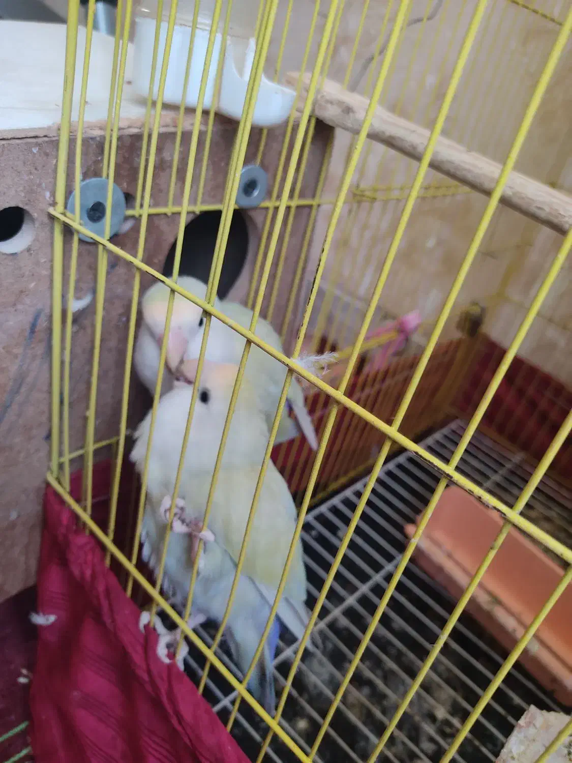 یک جفت طوطی برزیلی بالغ آماده تخم گذاری|پرنده|اهواز, پادادشهر|دیوار