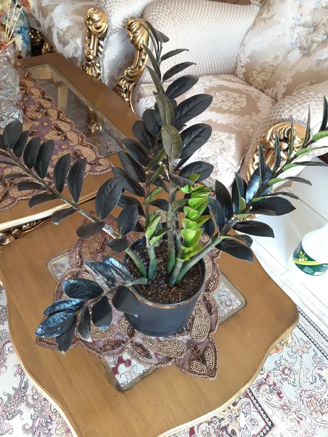 گل و گیاه|گل و گیاه طبیعی|اصفهان, طامه|دیوار