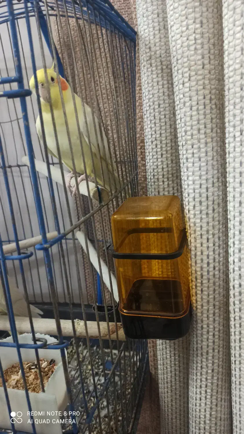 عروس هلندی سخنگو(۱۰کلمه)همراه با قفس و لوازم|پرنده|گلستان (تهران), |دیوار