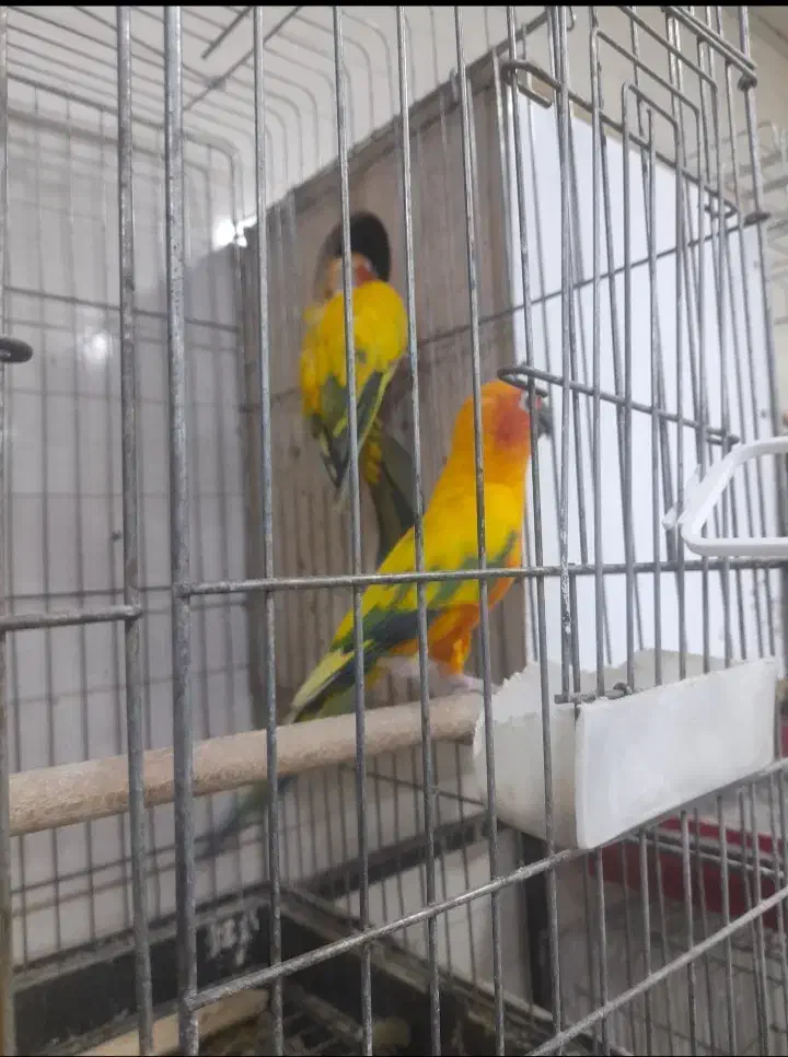 جفت طوطی خورشیدی سان کانور|پرنده|اهواز, کیانپارس |دیوار