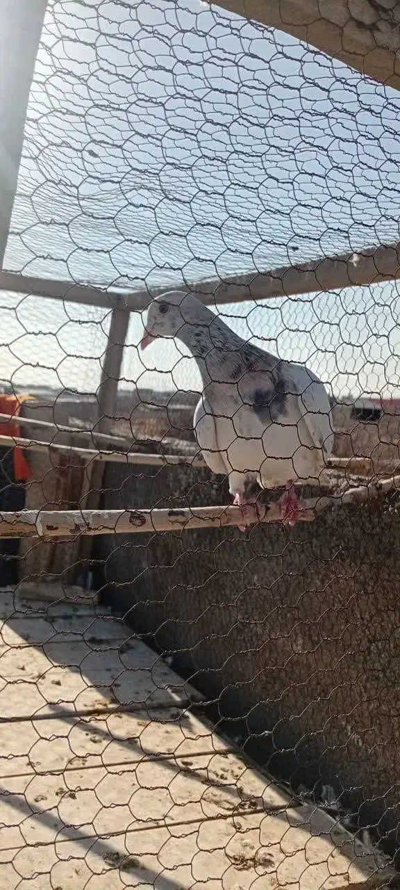 کبوتر|پرنده|نیشابور, فضل|دیوار