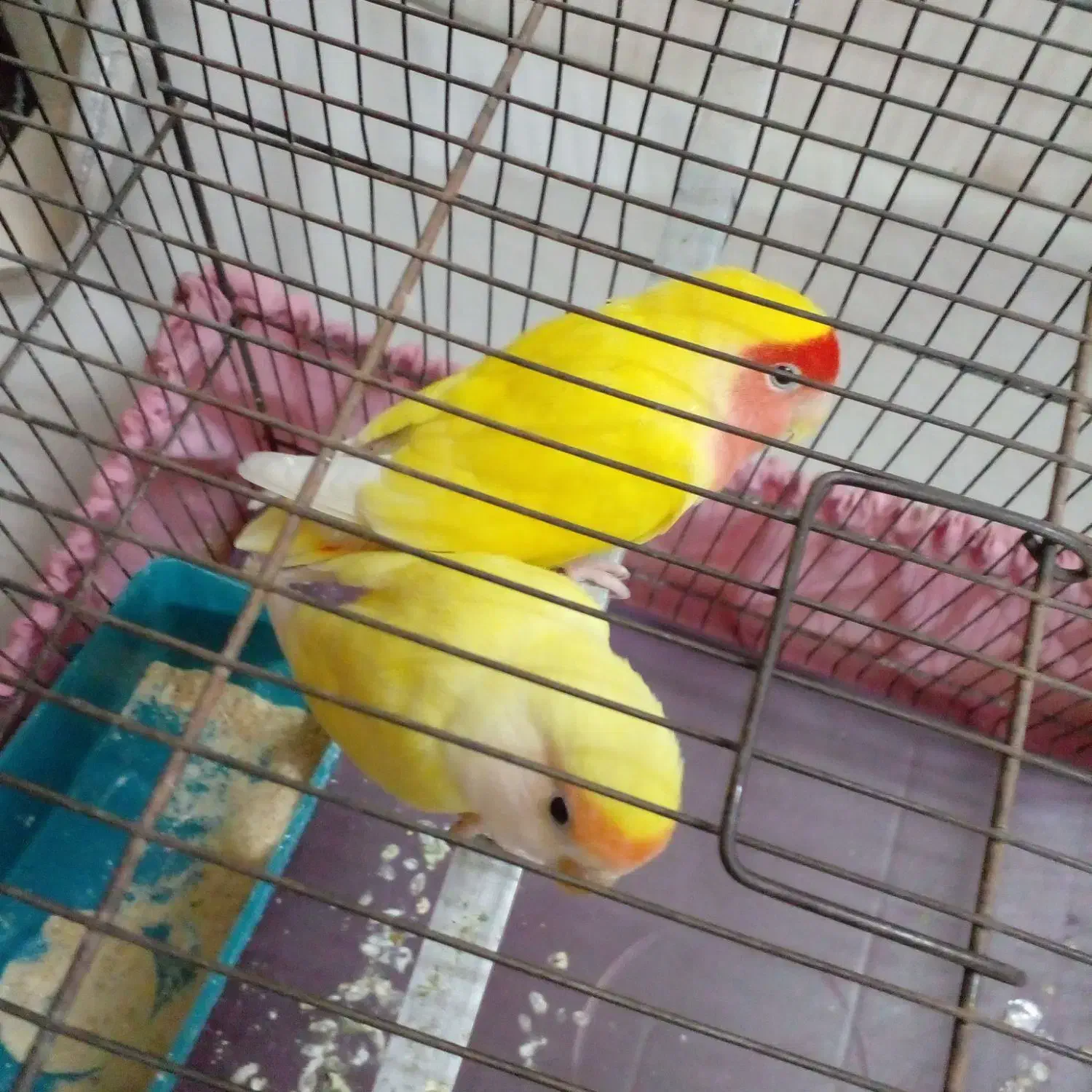 طوطی برزیلی طوطی کوتوله زرد|پرنده|نسیم‌شهر, |دیوار