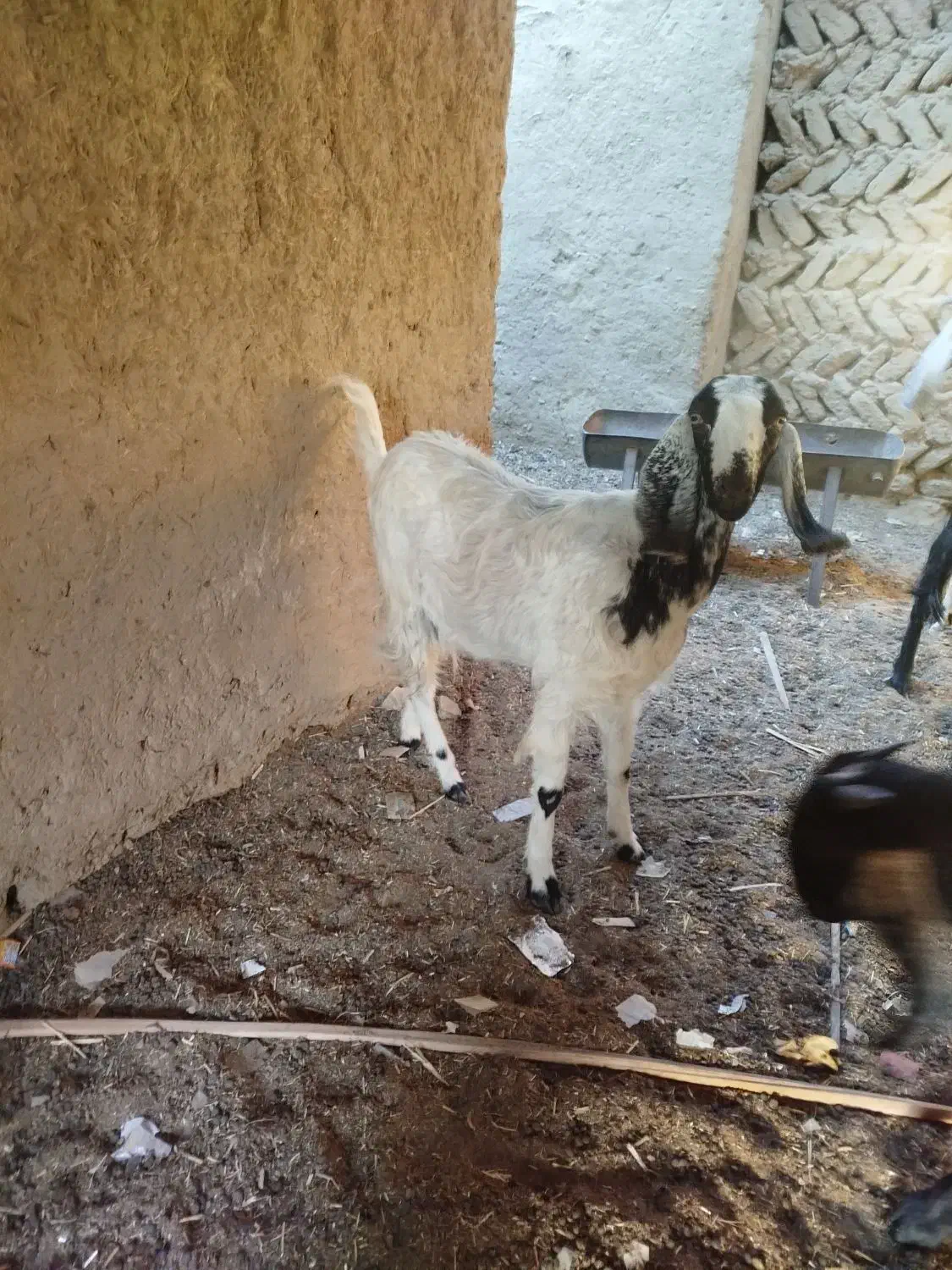 گتاچ آبستن|حیوانات مزرعه|سراوان, |دیوار