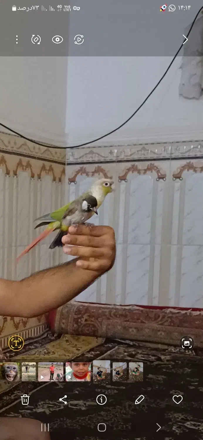 طوطی|پرنده|خرمشهر, |دیوار