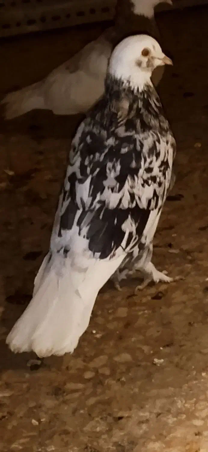 هما شازده|حیوانات|یزد, |دیوار